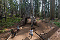 Tuolumne Grove tunnel tree panorama section