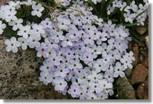 Spreading Phlox on the Gaylor Lakes Trail