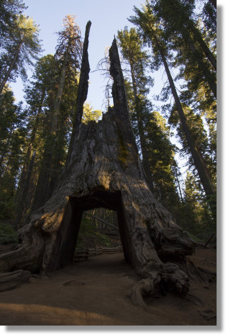 The dead tunnel tree in the Tuolumne Grove of Giant Sequoias